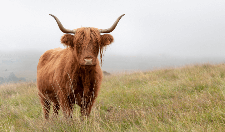 Vaca peluda escocesa
