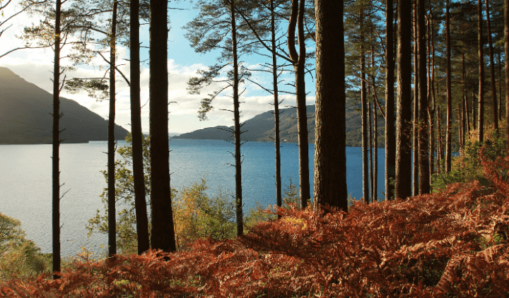 vista al lago Lomond desde el bosque en Escocia