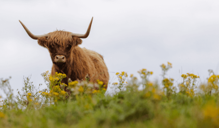 Vaca de las Tierras Altas en medio de un jardín de flores amarillas